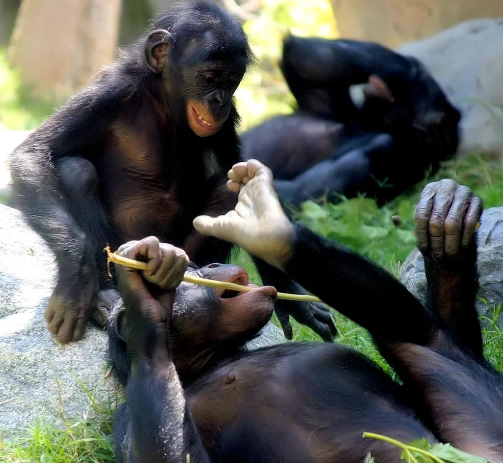 Des bonobos jouent ensemble - Demain l'Homme, ex SOS-planete - La Faille dans l'empire de l'Obscur pour que la Lumière Soit !