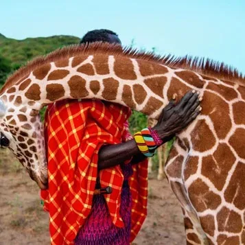 Amitié de la girafe et d'un masaï - Réseau social gratuit Demain l'Homme, pour les amoureux de la Vie, ex Plateforme d'actualités SOS-planete, publication Web de l'association française Terre sacrée à but non lucratif