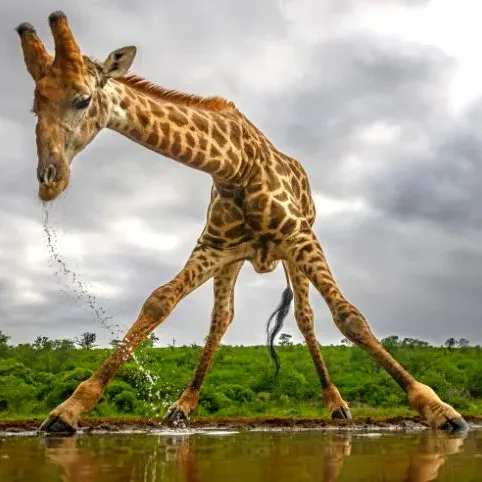 Girafe boit - Réseau social gratuit Demain l'Homme, pour les amoureux de la Vie, ex Plateforme d'actualités SOS-planete, publication Web de l'association française Terre sacrée à but non lucratif