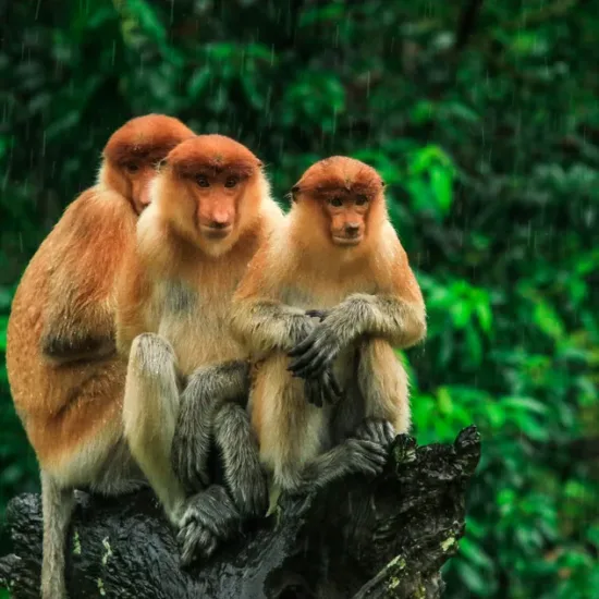 Three Hiding Proboscis Monkeys looking in the trees, Borneo, Malaysia