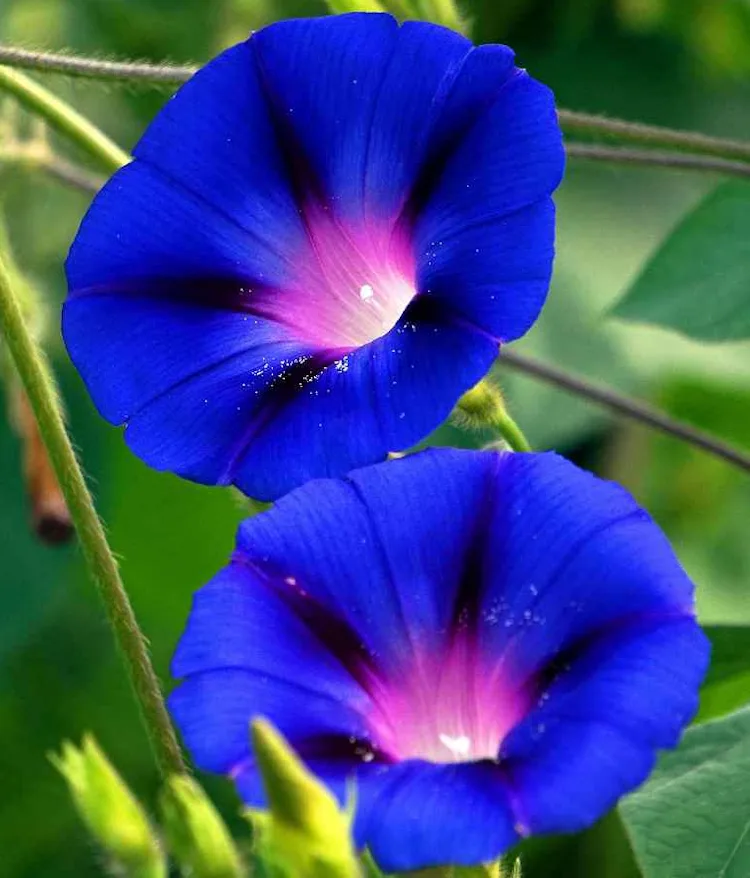 Ipomea - Morning Glory à grande fleur bleue d'azur - Demain l'Homme, ex SOS-planete - Association Terre sacrée à but non lucratif, ONG U.C.L. Universal Collective Live