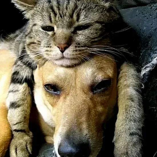 Amour fusionnel entre un chien et un chat. Les animaux ont tant à nous apprendre !!! Demain l'Homme