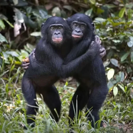 2 bonobos dans les bras - Réseau social gratuit Demain l'Homme, pour les amoureux de la Vie, ex Plateforme d'actualités SOS-planete, publication Web de l'association française Terre sacrée à but non lucratif