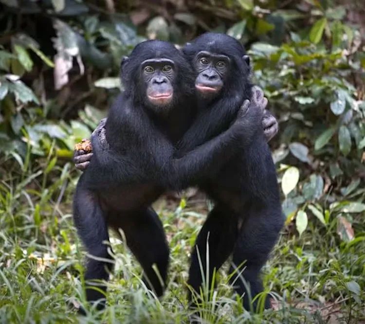 2 bonobos dans les bras - Réseau social gratuit Demain l'Homme, pour les amoureux de la Vie, ex Plateforme d'actualités SOS-planete, publication Web de l'association française Terre sacrée à but non lucratif