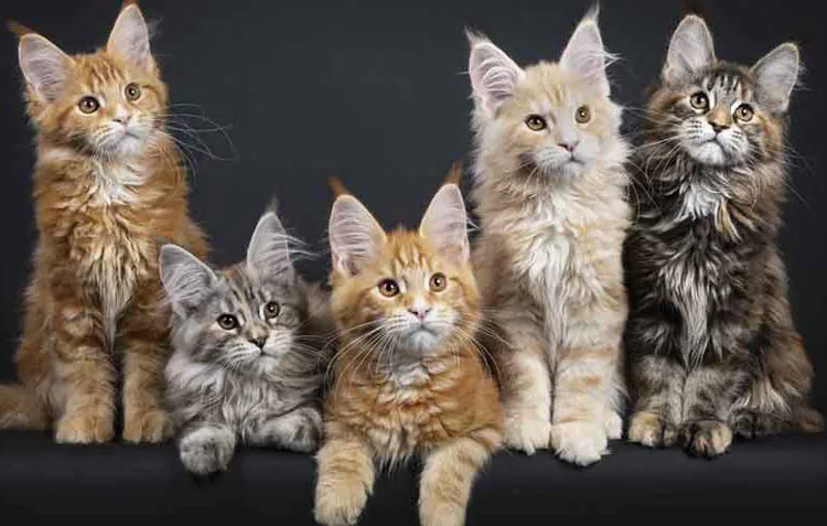 Les plus beaux chats du monde Maine Coon - Demain l'Homme, ex SOS-planete - Association Terre sacrée à but non lucratif -U.C.L.