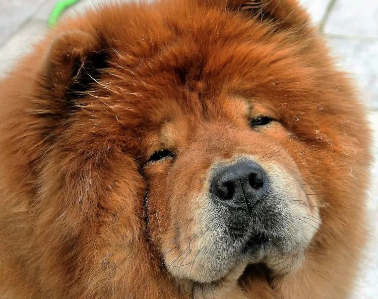 Chow chow chien gentil - Demain l'Homme, pour les amoureux de la Vie, ex Plateforme d'actualités SOS-planete, publication Web de l'association française Terre sacrée à but non lucratif