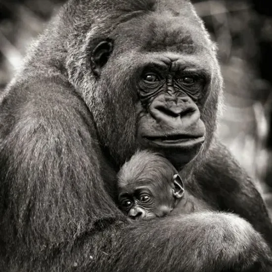 Une maman gorille et son petit - Leur regard en dit long - Demain l'Homme