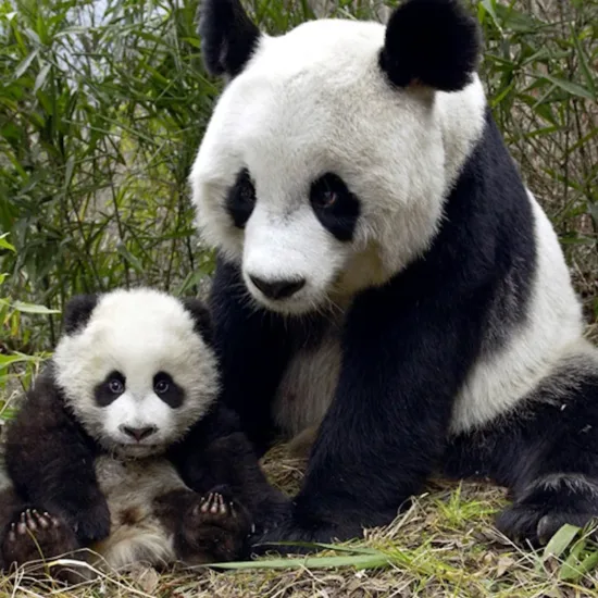 Un panda avec son bébé - Demain l'Homme, pour les amoureux de la Vie, ex Plateforme d'actualités SOS-planete, publication Web de l'association française Terre sacrée à but non lucratif