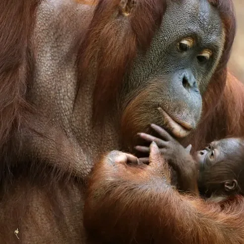 Orang Outan et son bébé - Réseau social gratuit Demain l'Homme, pour les amoureux de la Vie, ex Plateforme d'actualités SOS-planete, publication Web de l'association française Terre sacrée à but non lucratif