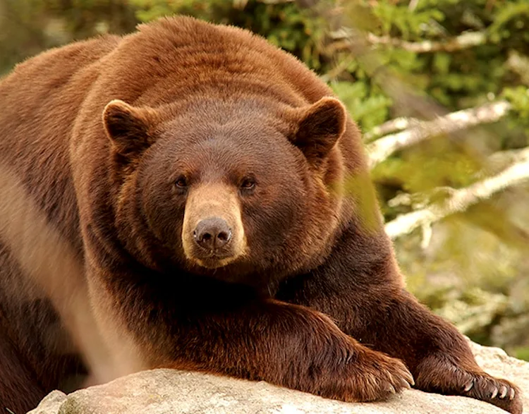 Ours brun impressionnant - Réseau social gratuit Demain l'Homme, pour les amoureux de la Vie, ex Plateforme d'actualités SOS-planete, publication Web de l'association française Terre sacrée à but non lucratif