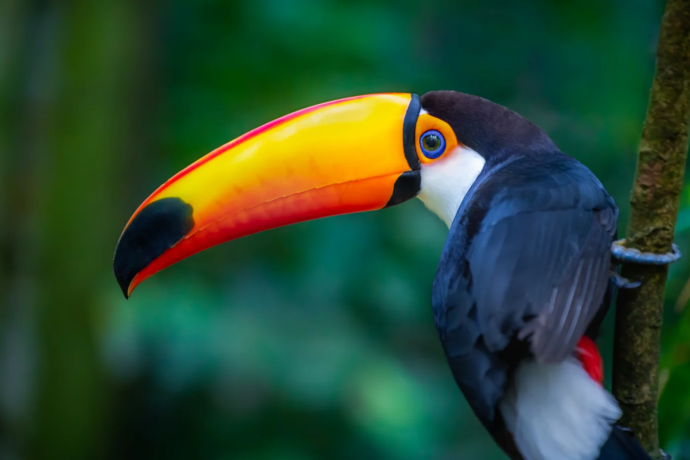 La CONSCIENCE des OISEAUX - légende amérindienne du Colibri et du Toucan