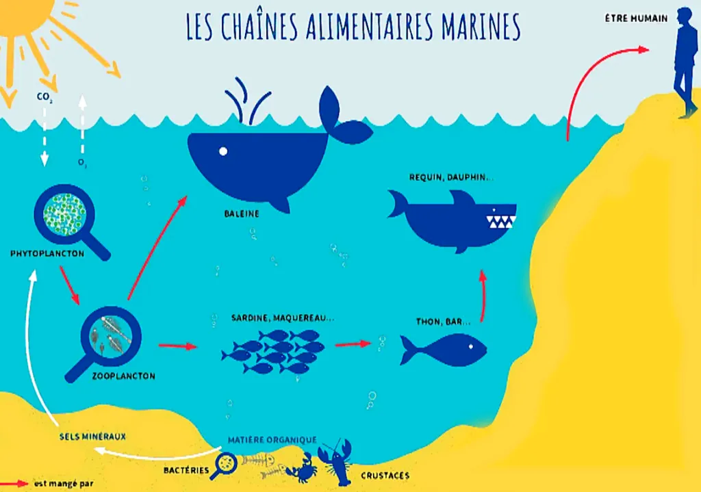 2025 : La boucle infernale ! L’acidification de l'océan menace le fer, l’absorption du CO₂, le phytoplancton, les coraux, les mollusques, la biosphère et nous!