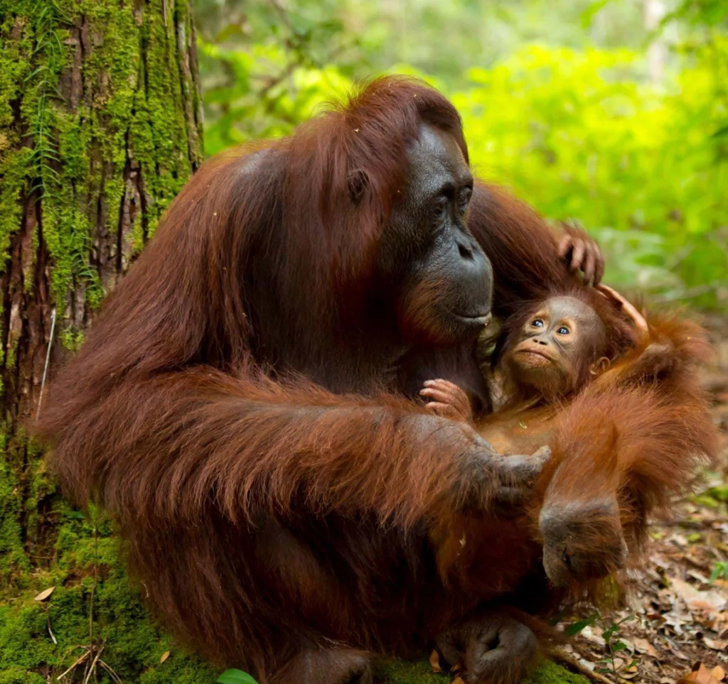Notre cousin rouge Orang Outang va disparaitre à cause de notre consommation d'huile de palme - Demain l'Homme, ex SOS-planete