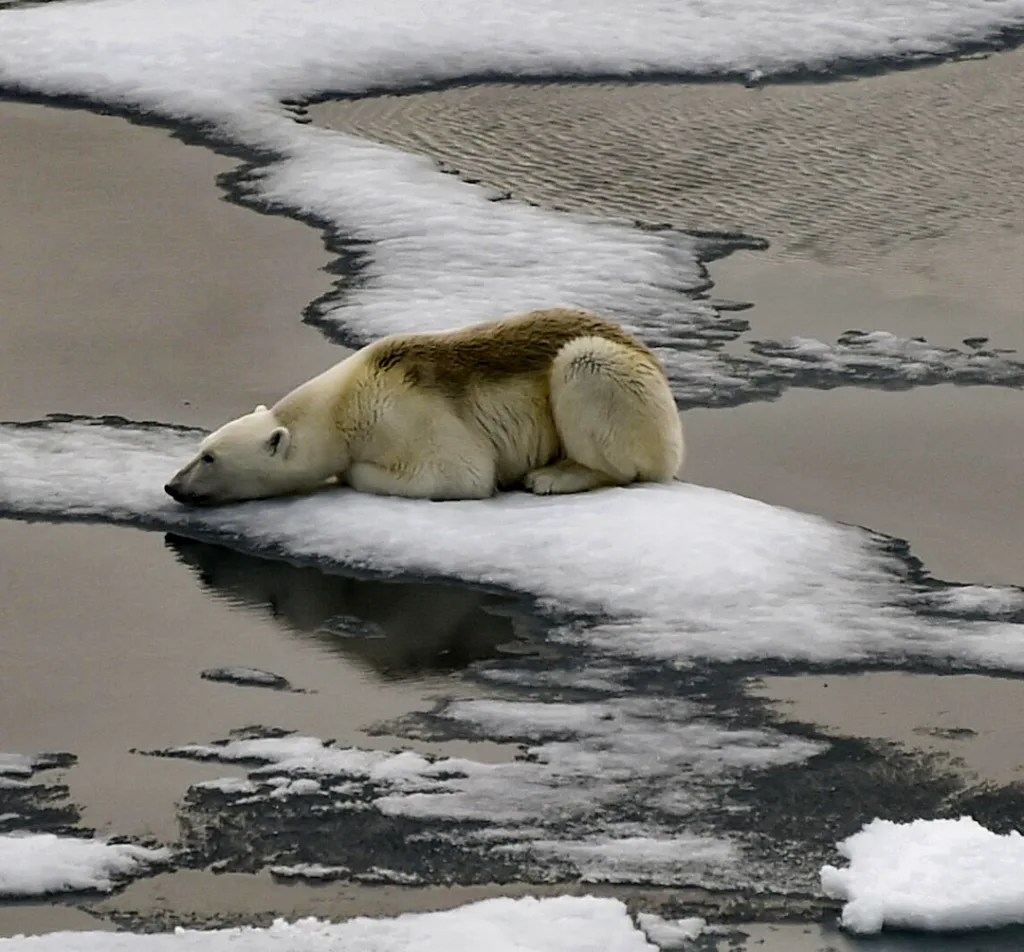 CO2 - Climat - Ours polaire - Des bouleversements climatiques d'ampleur planétaire