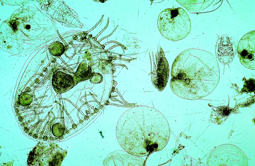 2025 : La boucle infernale ! L’acidification de l'océan menace le fer, l’absorption du CO₂, le phytoplancton, les coraux, les mollusques, la biosphère et nous!