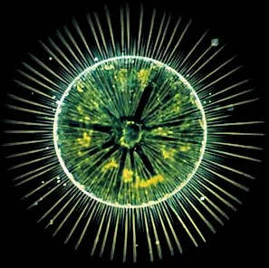 2025 : La boucle infernale ! L’acidification de l'océan menace le fer, l’absorption du CO₂, le phytoplancton, les coraux, les mollusques, la biosphère et nous!