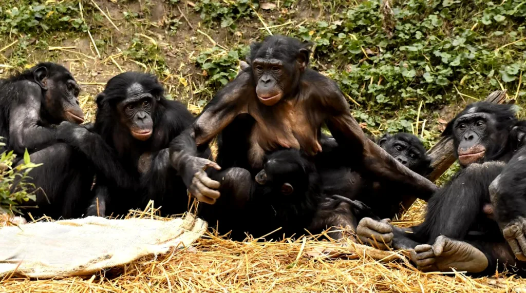 Vie intime des Bonobos - Guerre et Paix - Demain l'Homme, ex SOS-planete, lutte contre la désinformation et pour l'éthique de l'AGI (Humanité et Biosphère)