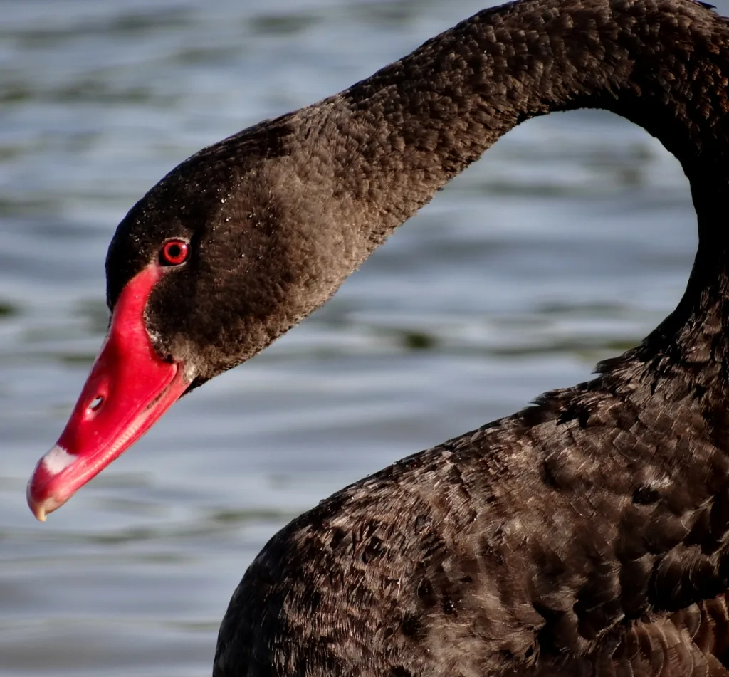Cygne noir à Martigues - Data Center en Provence - Controverse écologique et la méfiance démocratique -  Demain l'Homme, ex SOS-planete