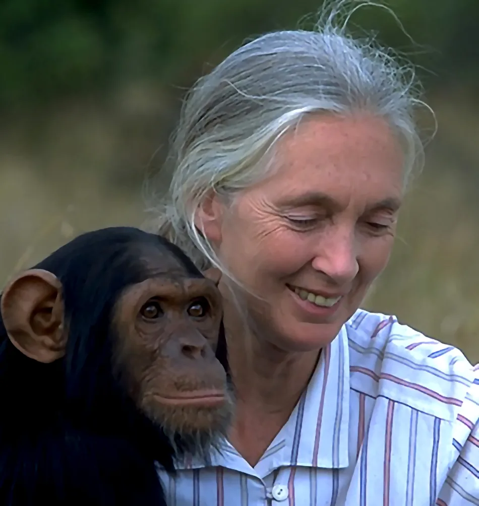 La primatologue Jane Goodall et les chimpanzés - Guerre et Paix - Demain l'Homme, ex SOS-planete, lutte contre la désinformation et pour l'éthique de l'AGI (Humanité et Biosphère)