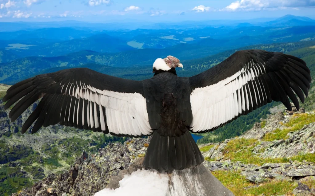 Condor Incas: pour les incas, Tout était Relié, mais on les a Décimés!