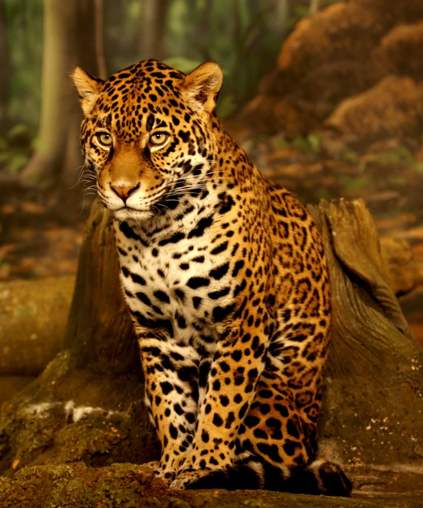 Jaguar - Panthera oncaIncas - pour les incas, Tout était Relié, mais on les a Décimés!