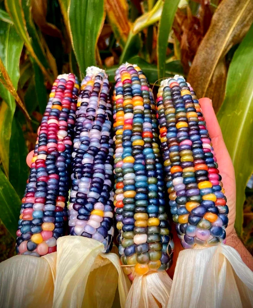 Les mille variétés de Maîs incas