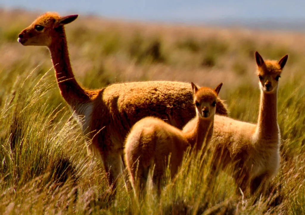 Vigognes Incas